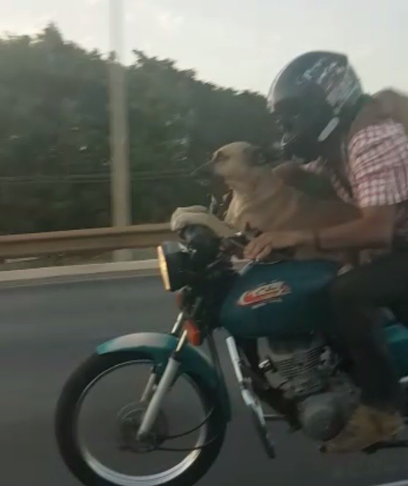 Cachorro anda de moto em via do Distrito Federal e viraliza na internet com vídeo impressionante