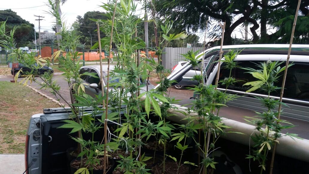 Operação da Polícia Civil descobre cultivo ilegal de maconha dentro da UnB