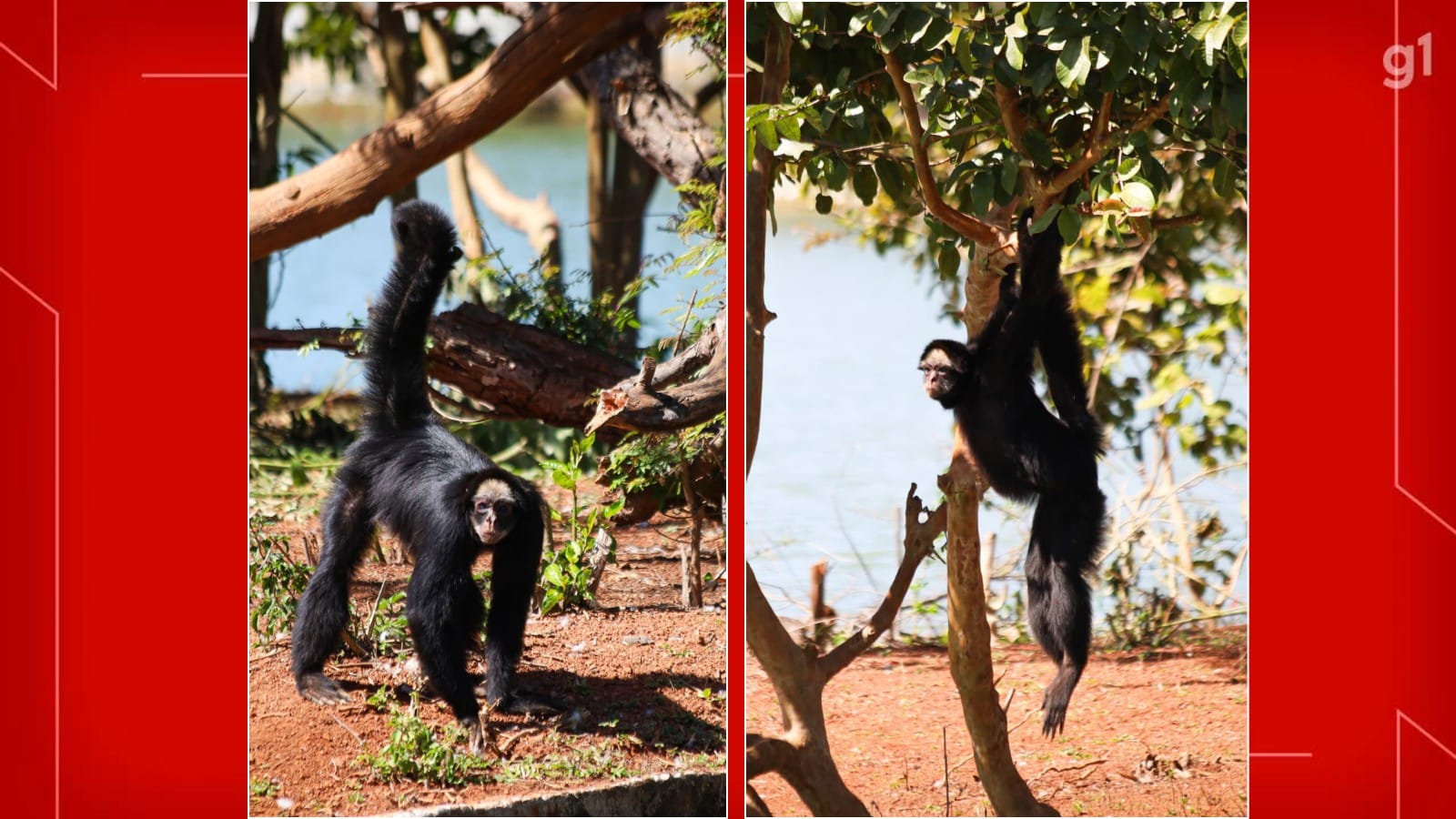 Kika e Chicão: macacos-aranha do Zoo de Brasília formam casal e podem ajudar a conservar espécie