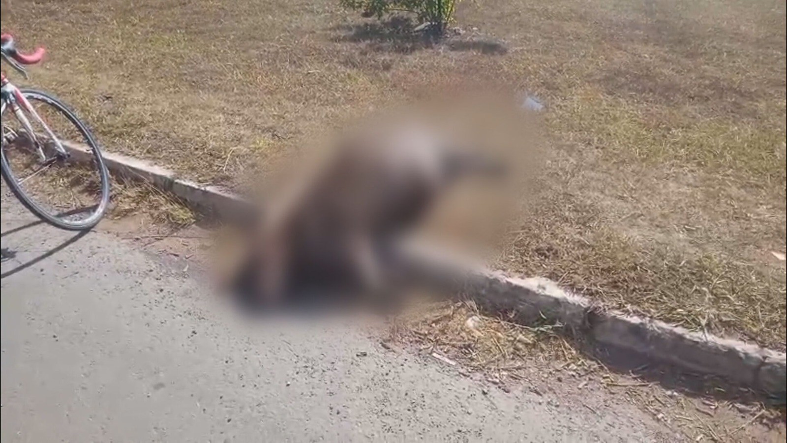 Uma capivara foi encontrada morta em Samambaia, e é possível assistir ao vídeo do ocorrido.
