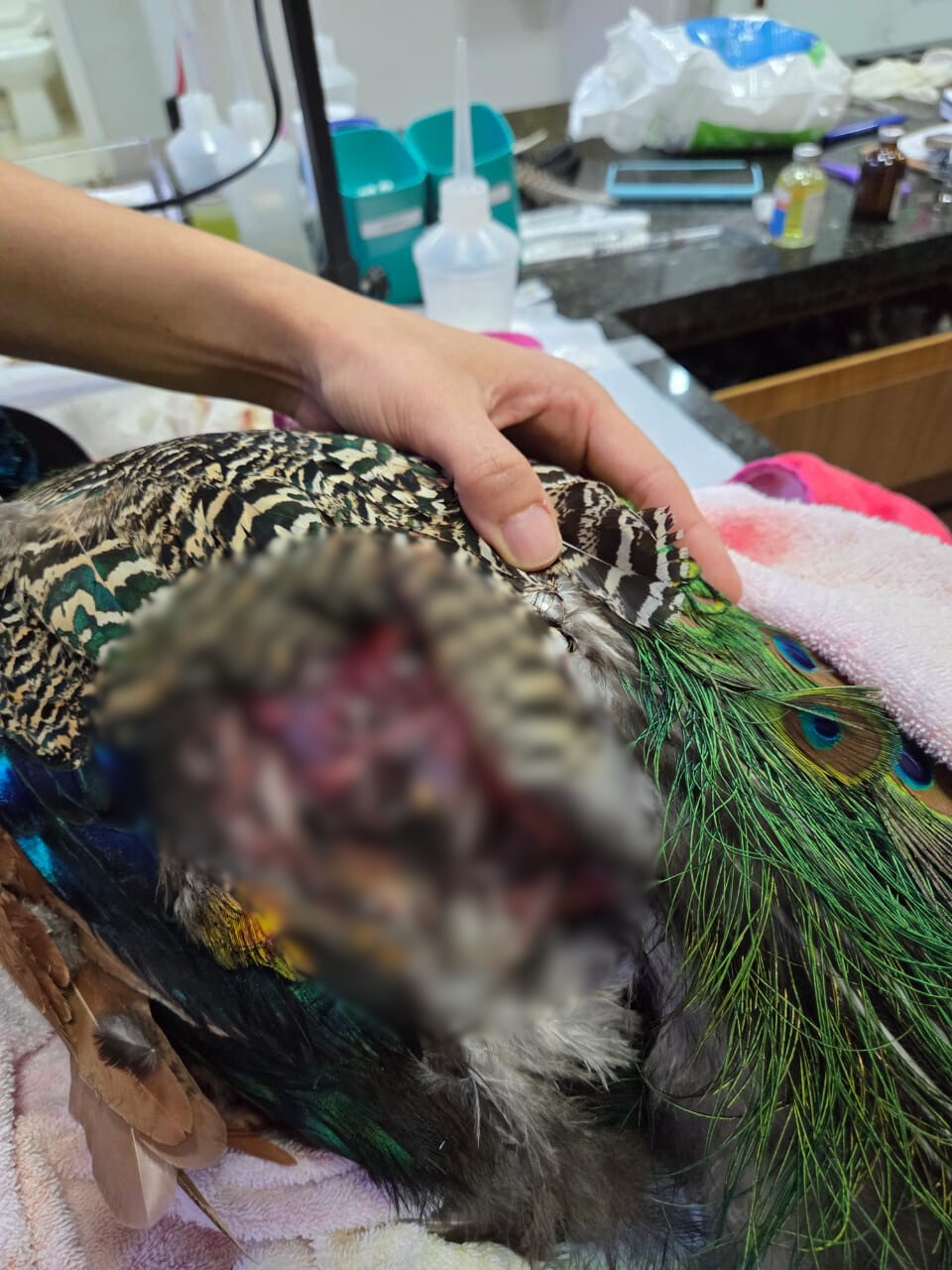 Cães invadem condomínio privado e atacam ‘pavão comunitário’ no DF; veja imagens