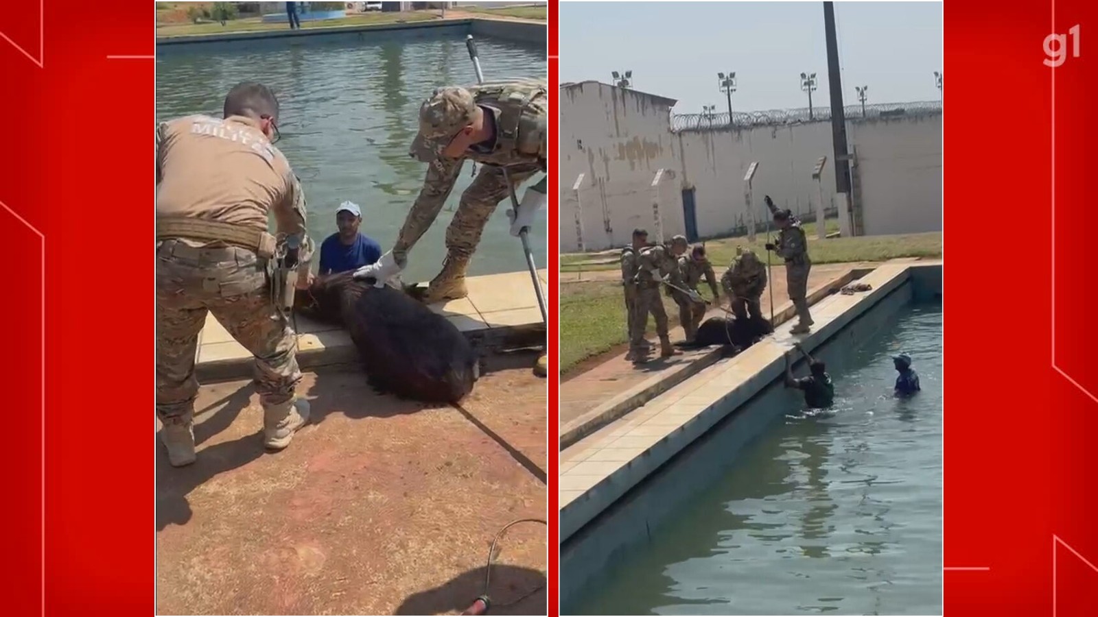 Capivaras invadem complexo da Papuda, no DF; quinze animais foram resgatados no local