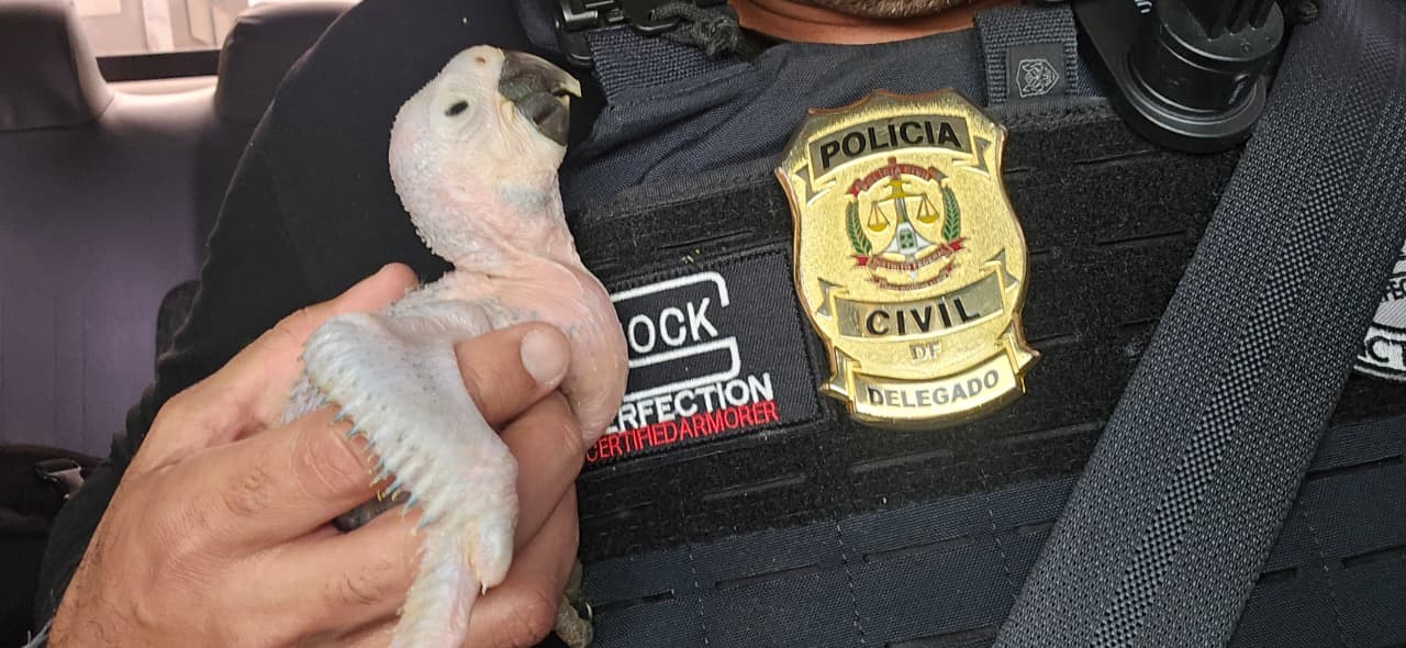 Polícia resgata filhotes de araras em operação contra tráfico de animais no DF