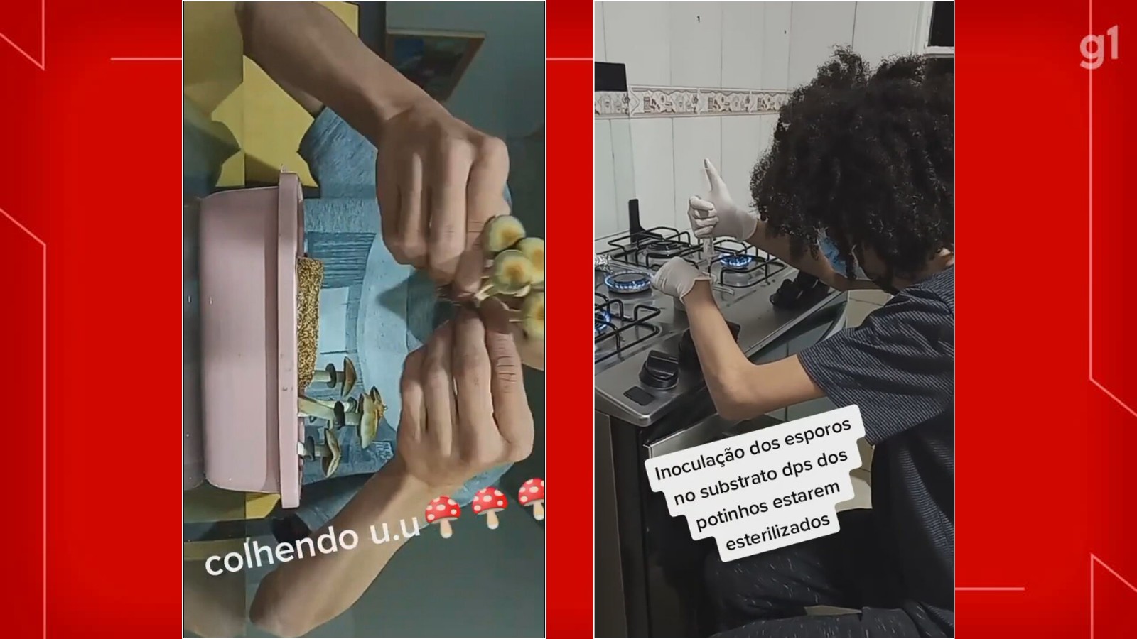 Preso no DF por vender ‘cogumelos mágicos’ postava produção do alucinógeno em rede social