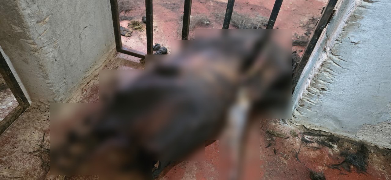 Dono de abrigo clandestino no DF usava químicos para acelerar decomposição dos cachorros