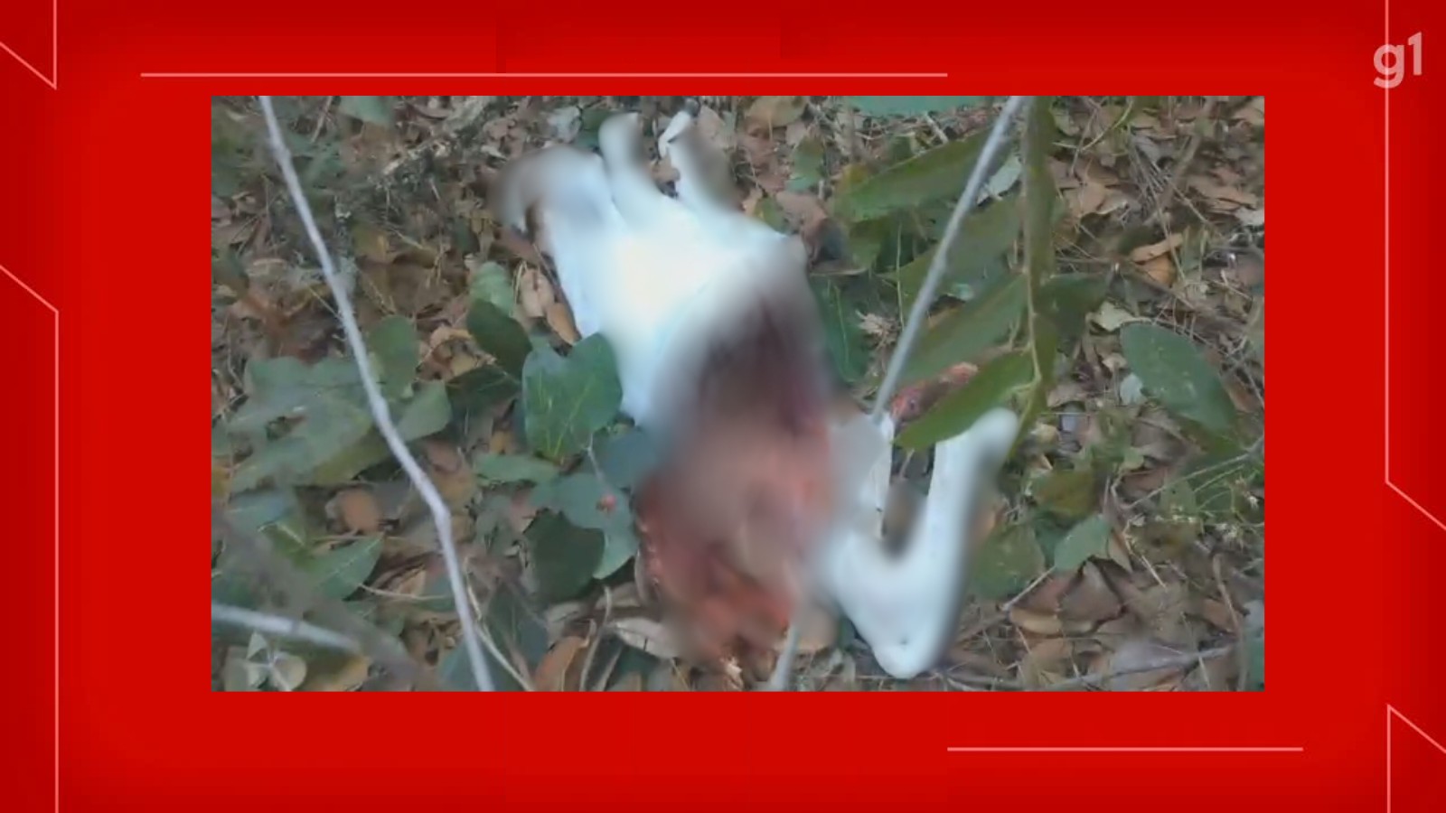 Mais dois bezerros aparecem mortos após suposto ataque de onça no DF