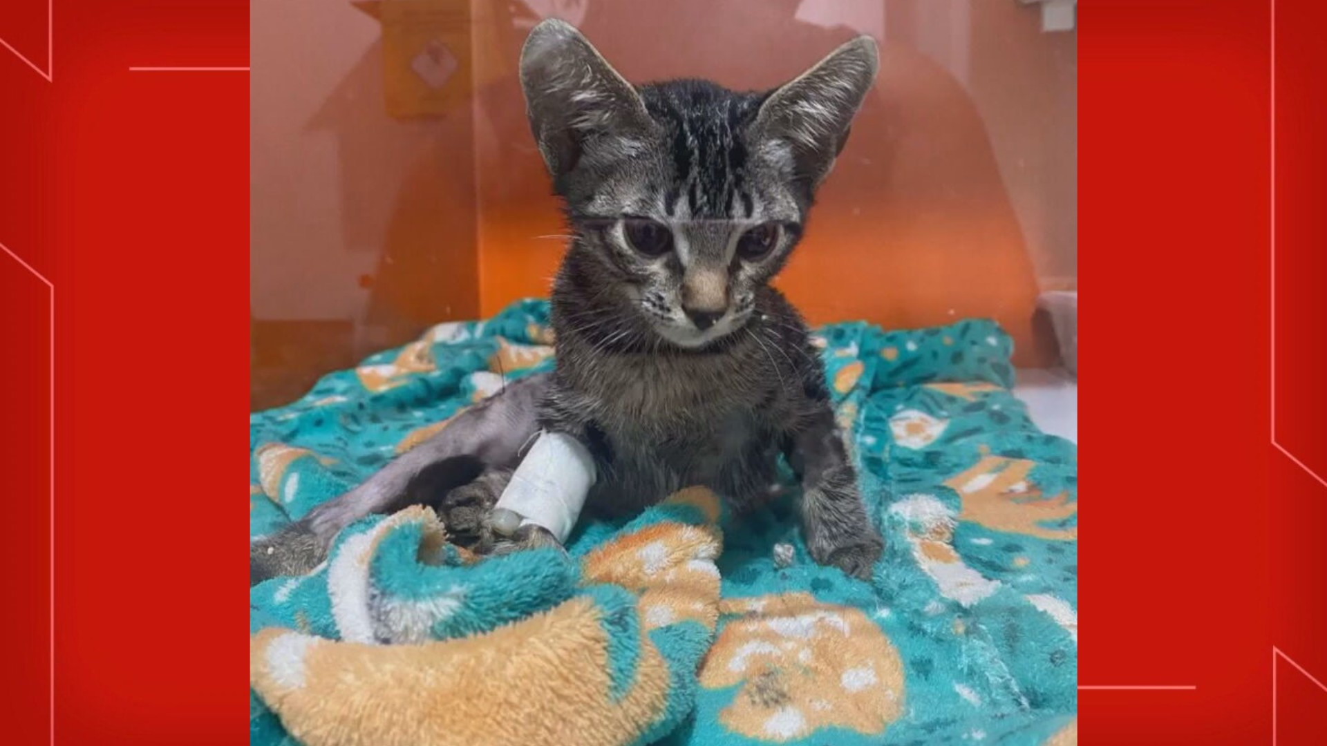 Justiça mantém prisão de psicólogo acusado de torturar gatos no DF