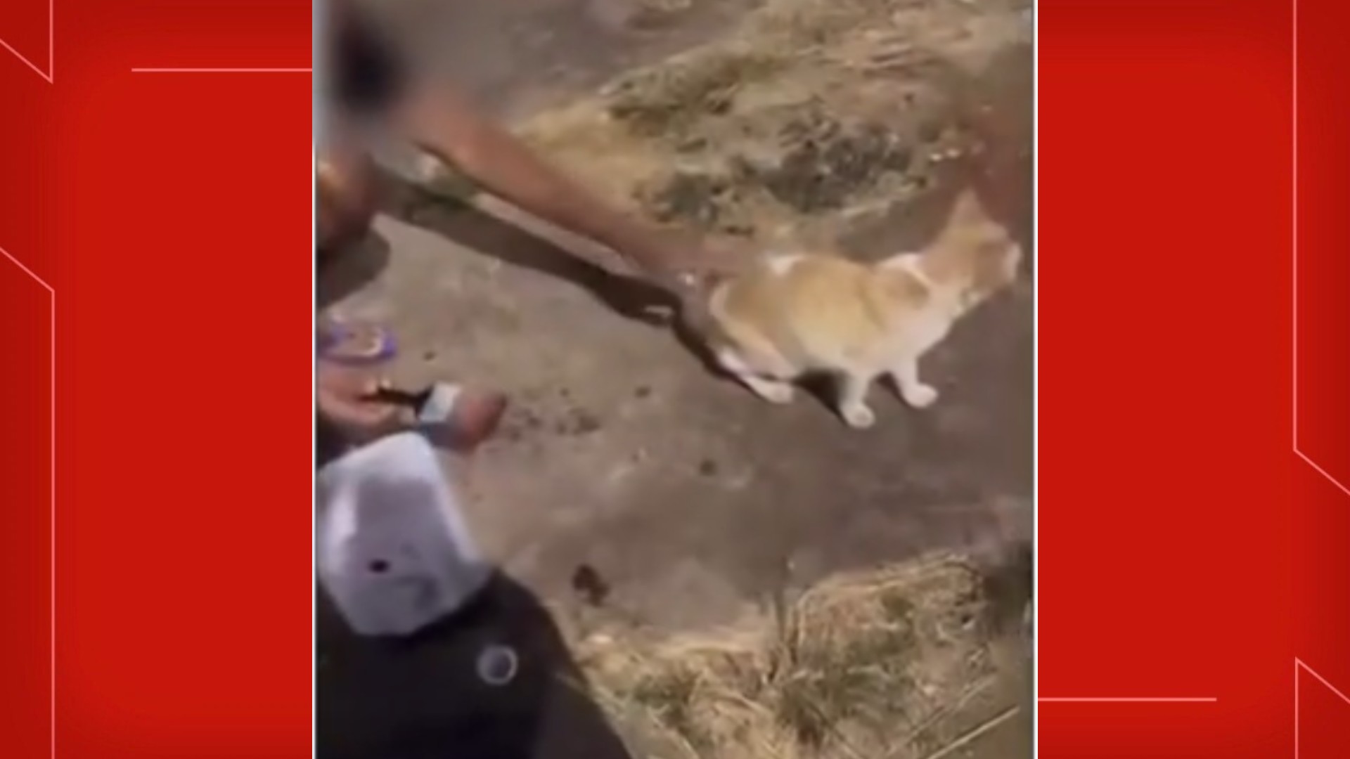 Homens passam ‘pretinho de pneu’ nas partes íntimas de gato de rua no DF e postam nas redes sociais.