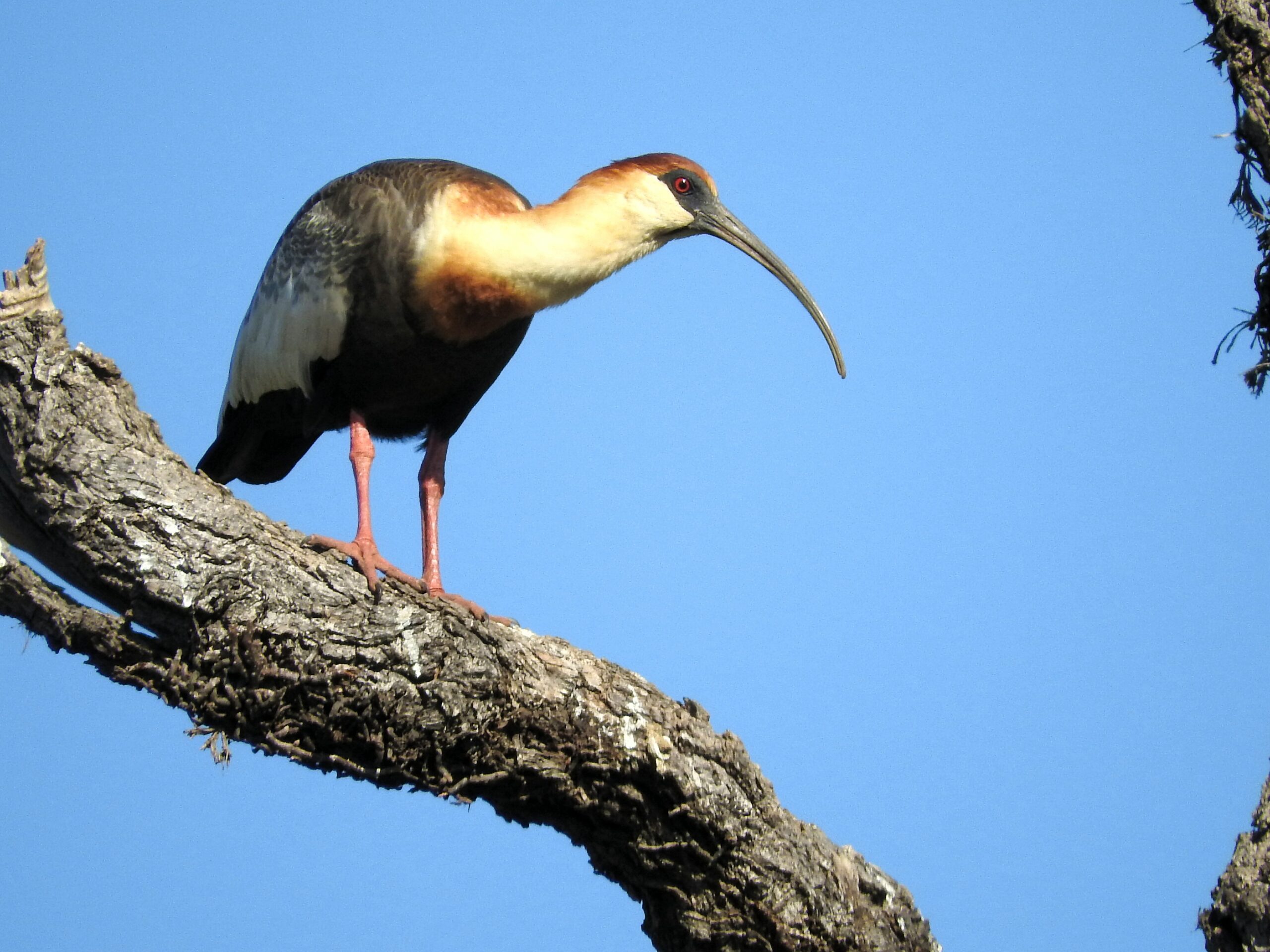 Tour gastronômico Esquenta Curicaca começa nesta sexta e celebra culinária do DF; saiba tudo