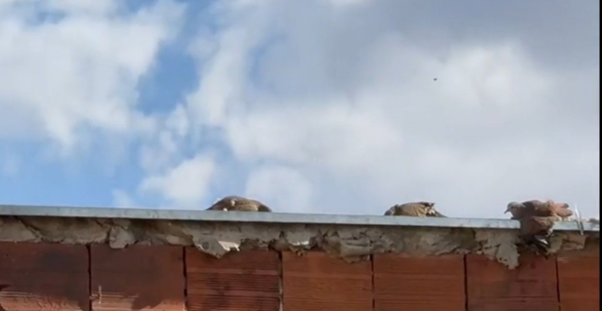 Polícia indicia dono de empresa do DF que espalhou produto em muro para afastar pombos e matou mais de 50 aves